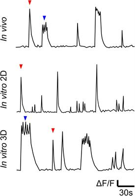 Micro Three-Dimensional Neuronal Cultures Generate Developing Cortex-Like Activity Patterns